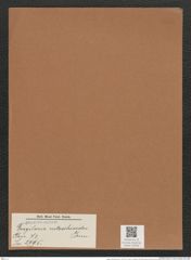 Fragilaria nitzschioides Grun. (de-Toni-Nr.: Genus 73, Species 2795) Zeichnungen Sammlung Grunow Mappe 02958 (Herbarium_W_Grunow_drawings_Folder_02958)